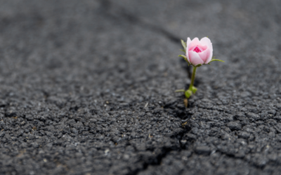 How to Build a Culture That Cultivates Resilience